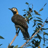 Campo Flicker - Colaptes campestris