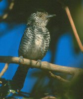 Barred Antshrike - Thamnophilus doliatus