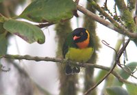 Orange-breasted Fruiteater - Pipreola jucunda