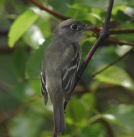 Least Flycatcher - Empidonax minimus