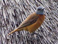 Cape Rock-Thrush - Monticola rupestris