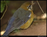 Orange-headed Thrush - Zoothera citrina