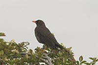 Great Thrush - Turdus fuscater