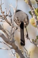 Cuban Gnatcatcher - Polioptila lembeyei