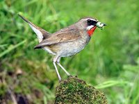 Siberian Rubythroat - Luscinia calliope