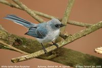 White-tailed Blue-Flycatcher - Elminia albicauda
