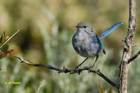 Splendid Fairywren - Malurus splendens