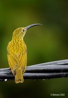 Streaked Spiderhunter - Arachnothera magna