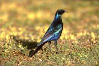 Burchell's Glossy-Starling - Lamprotornis australis