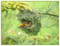 Streaked Weaver - Ploceus manyar