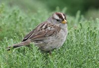 White-crowned Sparrow - Zonotrichia leucophrys