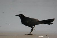 Boat-tailed Grackle - Quiscalus major