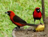 Masked Crimson Tanager