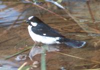 Lined Seedeater, Sporophila lineola