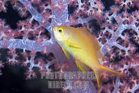 Indian flame basslet Pseudanthias ignitus , Indian Ocean stock photo