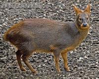 Chilean Pudu stock photo