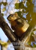Squirrel in a tree ( American Red Tamiasciurus hudsonicus s ) [ #Beginning of Shooting Data Sect...