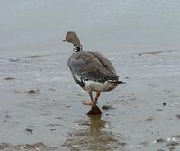 Some     Whitefronts were fitted with a neck collar with three big characters. So to     all bir...