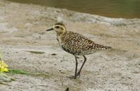 검은가슴물떼새(Pluvialis fulva) (Lesser Golden Plover)