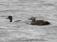 Steller's Eider (Polysticta stelleri)