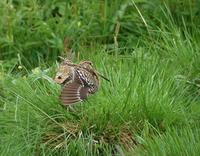 Great Snipe (Gallinago media)