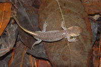 : Ambystoma talpoideum; Mole Salamander