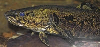 Burbot Lota lota