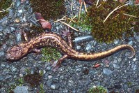 : Aneides ferreus; Clouded Salamander