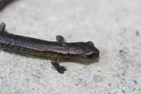 : Bolitoglossa hartwegi