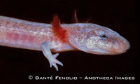 : Eurycea spelaea; Grotto Salamander