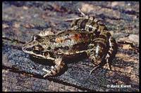 : Leptodactylus latinasus