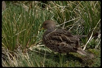 : Anas georgica georgica; Yellow-billed Pintail