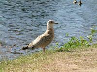 : Larus argentatus smithsonianus; American Herring Gull