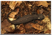 : Tylototriton asperrimus; Black Knobby Newt