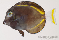 : Acanthurus nigricans