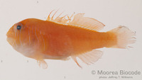 : Gobiodon quinquestrigatus