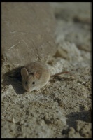 : Peromyscus maniculatus; Deer Mouse