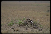 : Phacochoerus aethiopicus; Wart Hog, Warthog