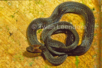 : Amastridium veliferum