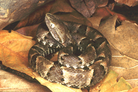 : Bothrops moojeni