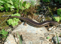 : Chalcides ocellatus tiligugu