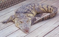 : Crocodylus moreletii; Morelet's Crocodile