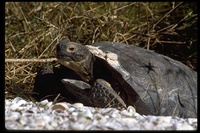 : Gopherus polyphemus; Gopher Tortoise
