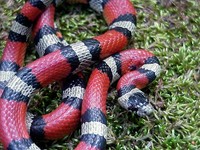 : Lampropeltis triangulum amaura; Louisiana Milk Snake