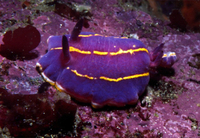 : Chromodoris macfarlandi; Macfarland's Chromodoris