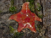 : Dermasterias imbricata; Leather Star