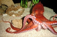 : Enteroctopus dofleini; Giant Pacifc Octopus