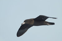 Flesh-footed shearwater