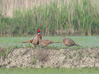 꿩 Phasianus colchicus karpowi | pheasant