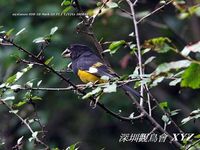 Mycerobas melanozanthos Spot-winged Grosbeak 黑腰擬蠟嘴雀 124-097